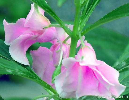 100種常見花卉的栽培大全，送給愛養(yǎng)花的你(圖12)