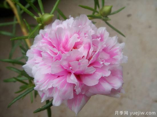 100種常見花卉的栽培大全，送給愛養(yǎng)花的你(圖13)