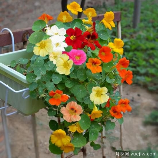 100種常見花卉的栽培大全，送給愛養(yǎng)花的你(圖17)