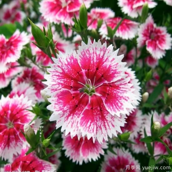 100種常見花卉的栽培大全，送給愛養(yǎng)花的你(圖18)