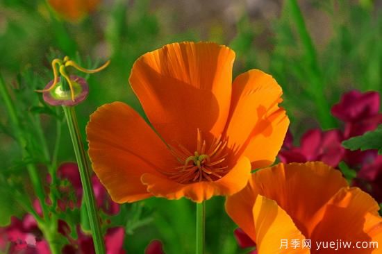 100種常見花卉的栽培大全，送給愛養(yǎng)花的你(圖19)