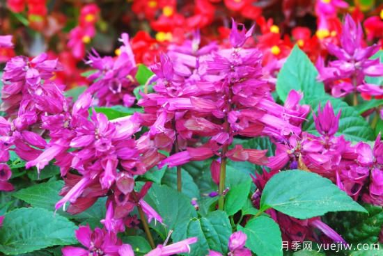 100種常見花卉的栽培大全，送給愛養(yǎng)花的你(圖20)