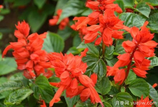 100種常見花卉的栽培大全，送給愛養(yǎng)花的你(圖21)