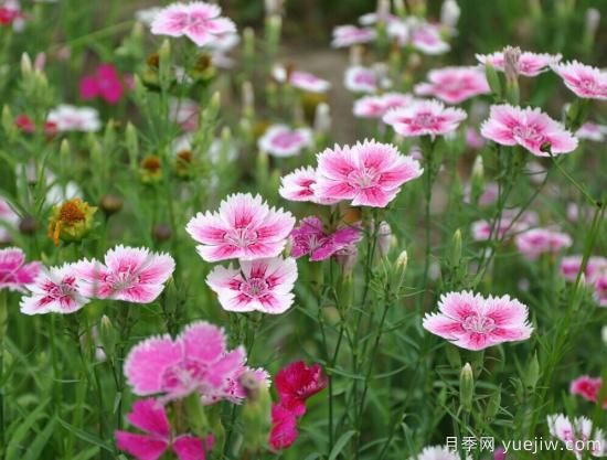 100種常見花卉的栽培大全，送給愛養(yǎng)花的你(圖24)