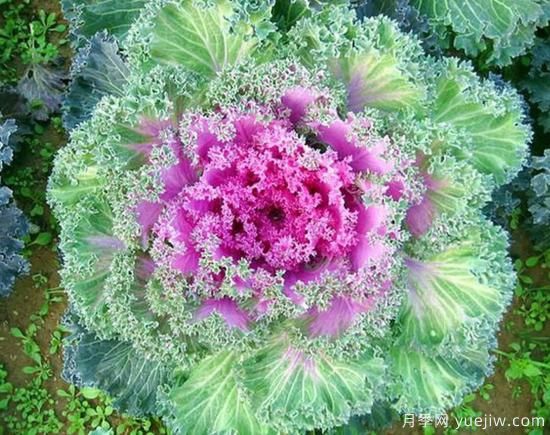 100種常見花卉的栽培大全，送給愛養(yǎng)花的你(圖23)