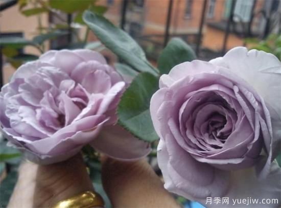 紫色月季花有哪些品種？分享30款紫色月季(圖3)