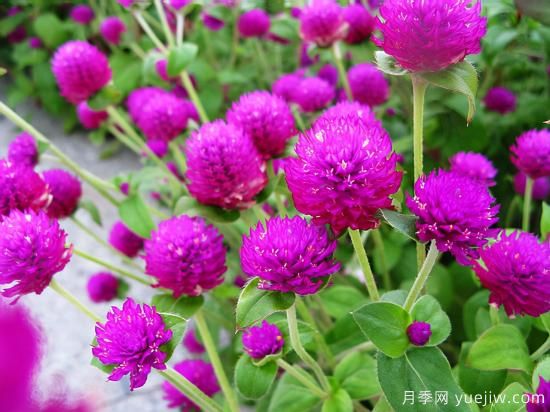 100種常見花卉的栽培大全，送給愛養(yǎng)花的你(圖25)
