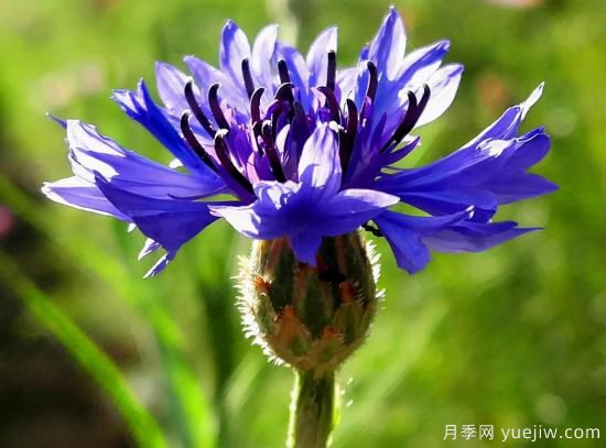 100種常見花卉的栽培大全，送給愛養(yǎng)花的你(圖26)