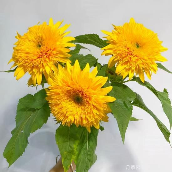 100種常見花卉的栽培大全，送給愛養(yǎng)花的你(圖27)