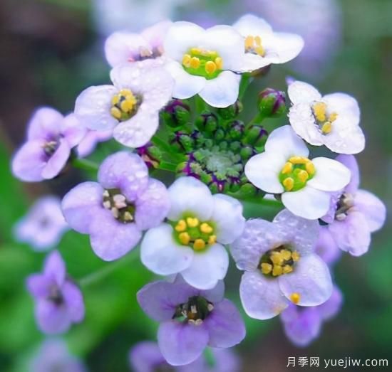 100種常見花卉的栽培大全，送給愛養(yǎng)花的你(圖29)