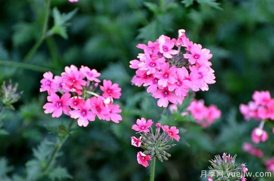 100種常見花卉的栽培大全，送給愛養(yǎng)花的你(圖30)