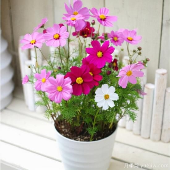 100種常見花卉的栽培大全，送給愛養(yǎng)花的你(圖31)