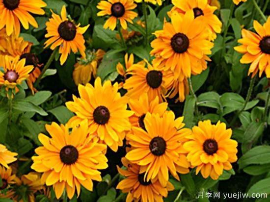 100種常見花卉的栽培大全，送給愛養(yǎng)花的你(圖32)