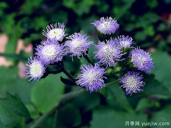 100種常見花卉的栽培大全，送給愛養(yǎng)花的你(圖33)