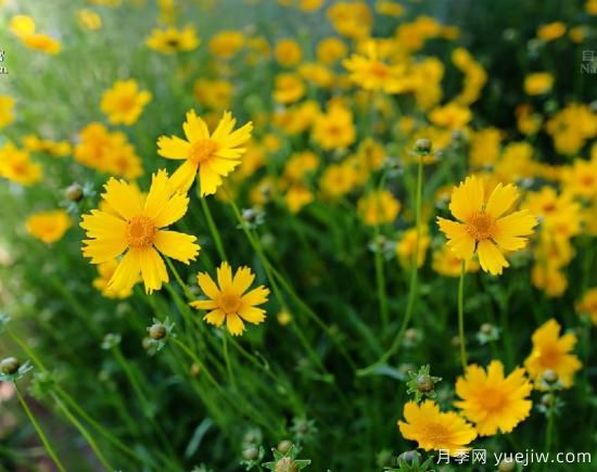 100種常見花卉的栽培大全，送給愛養(yǎng)花的你(圖35)