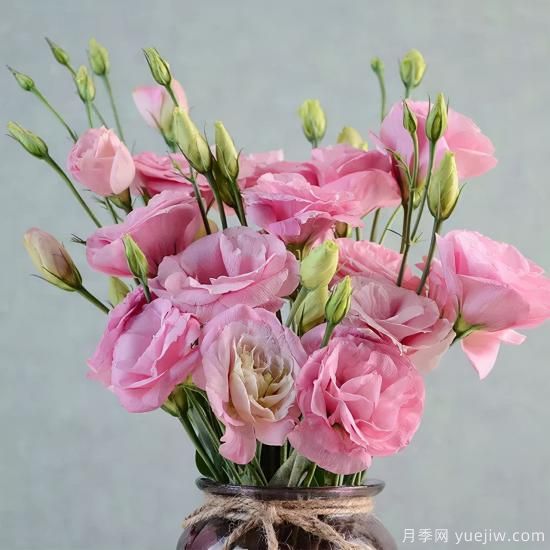 100種常見花卉的栽培大全，送給愛養(yǎng)花的你(圖37)