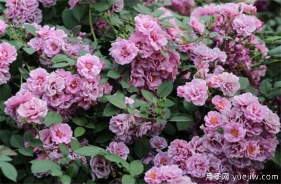 紫色月季花有哪些品種？分享30款紫色月季(圖18)