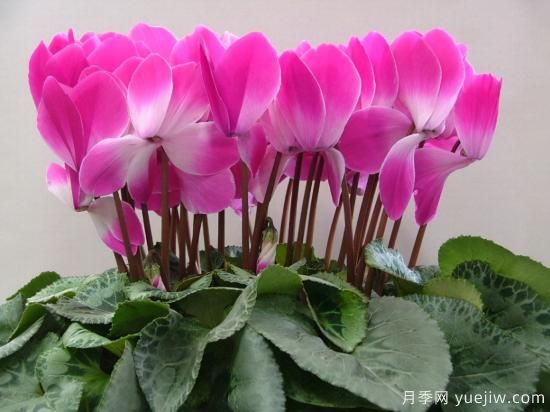 100種常見花卉的栽培大全，送給愛養(yǎng)花的你(圖39)