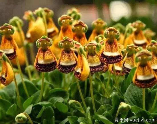 100種常見花卉的栽培大全，送給愛養(yǎng)花的你(圖41)