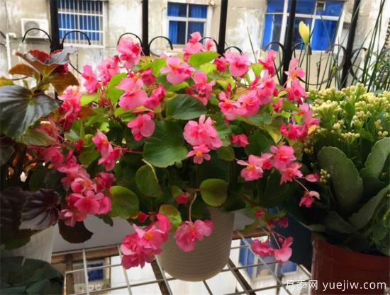 100種常見花卉的栽培大全，送給愛養(yǎng)花的你(圖42)