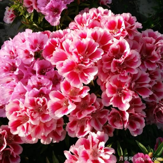 100種常見花卉的栽培大全，送給愛養(yǎng)花的你(圖45)