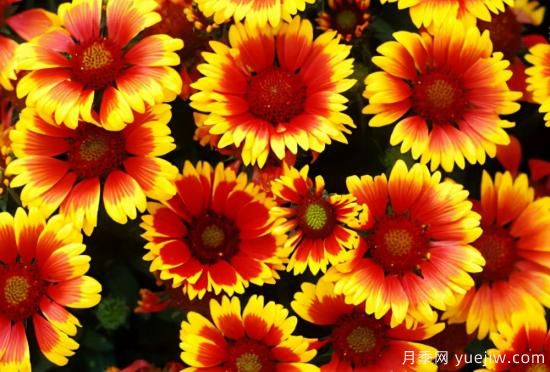 100種常見花卉的栽培大全，送給愛養(yǎng)花的你(圖48)