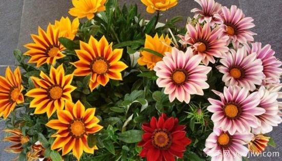 100種常見花卉的栽培大全，送給愛養(yǎng)花的你(圖51)