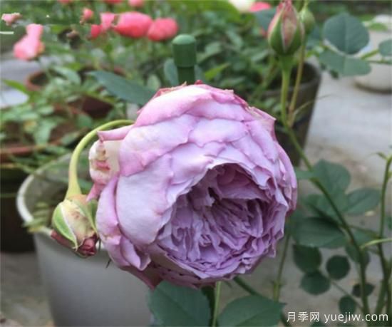 紫色月季花有哪些品種？分享30款紫色月季(圖30)