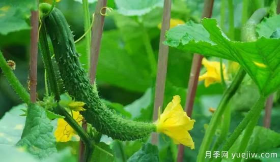 100種常見花卉的栽培大全，送給愛養(yǎng)花的你(圖53)