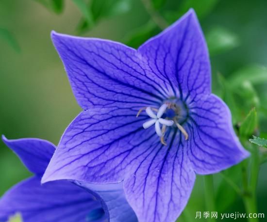 100種常見花卉的栽培大全，送給愛養(yǎng)花的你(圖55)