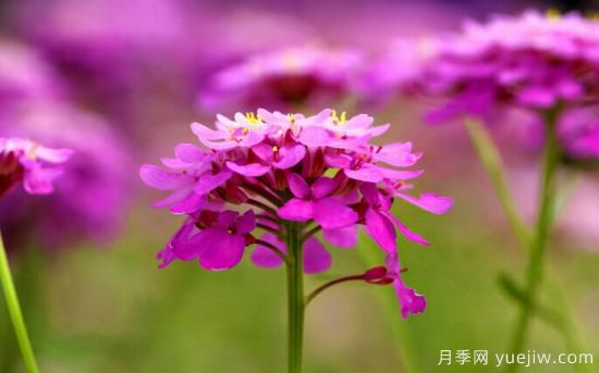 100種常見花卉的栽培大全，送給愛養(yǎng)花的你(圖57)