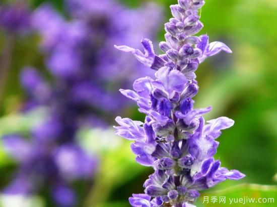 100種常見花卉的栽培大全，送給愛養(yǎng)花的你(圖58)