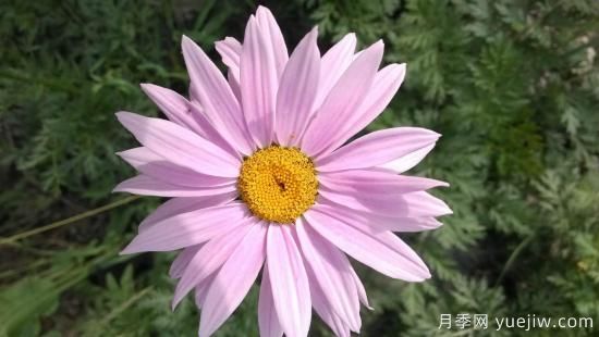 100種常見花卉的栽培大全，送給愛養(yǎng)花的你(圖59)