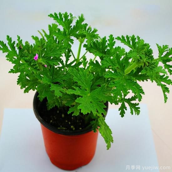 100種常見花卉的栽培大全，送給愛養(yǎng)花的你(圖63)