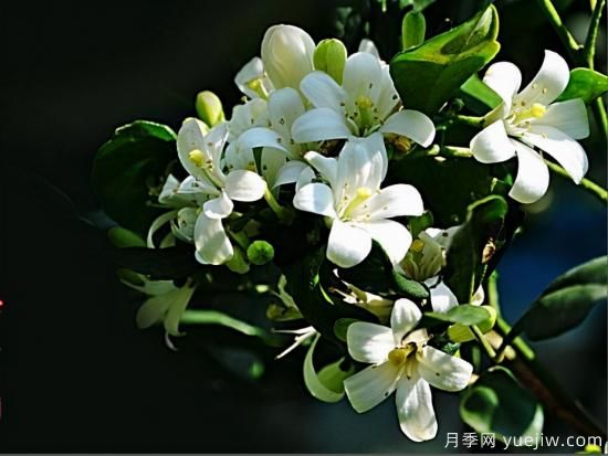 100種常見花卉的栽培大全，送給愛養(yǎng)花的你(圖62)