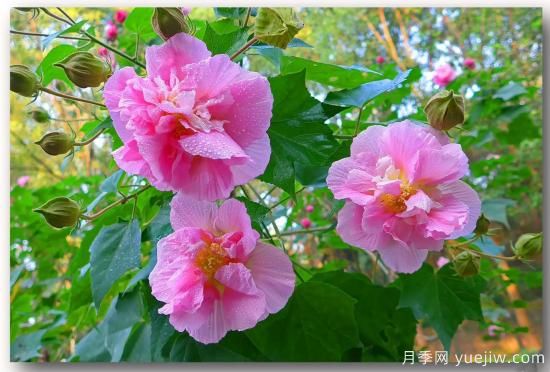 以花命名的農(nóng)歷，中國(guó)人對(duì)月份的雅稱(chēng)及別稱(chēng)(圖10)