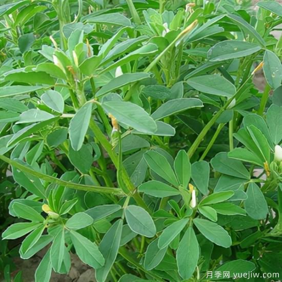 100種常見花卉的栽培大全，送給愛養(yǎng)花的你(圖64)