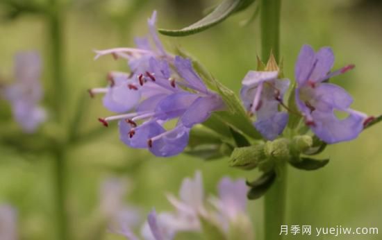 100種常見花卉的栽培大全，送給愛養(yǎng)花的你(圖65)