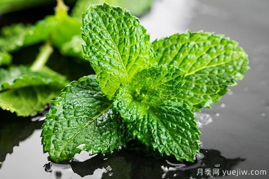 100種常見花卉的栽培大全，送給愛養(yǎng)花的你(圖66)