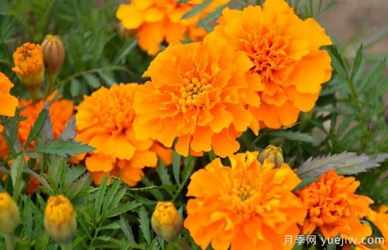 100種常見花卉的栽培大全，送給愛養(yǎng)花的你(圖67)