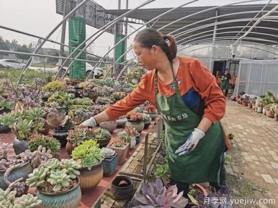 南陽(yáng)宛城：網(wǎng)絡(luò)直播電商銷(xiāo)售多肉成群眾致富新秘訣(圖2)