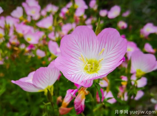 100種常見花卉的栽培大全，送給愛養(yǎng)花的你(圖68)