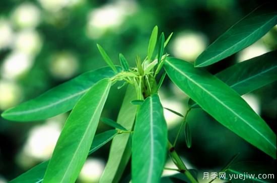 100種常見花卉的栽培大全，送給愛養(yǎng)花的你(圖71)