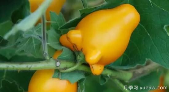 100種常見花卉的栽培大全，送給愛養(yǎng)花的你(圖75)