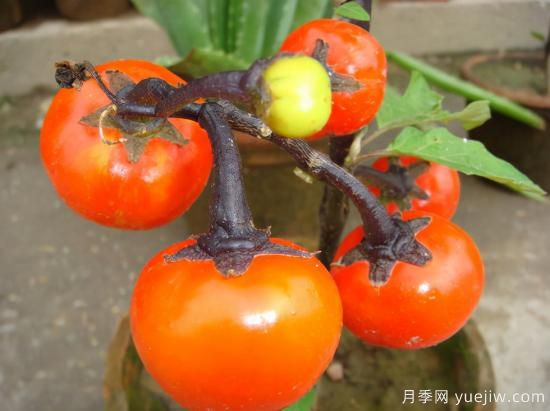 100種常見花卉的栽培大全，送給愛養(yǎng)花的你(圖73)
