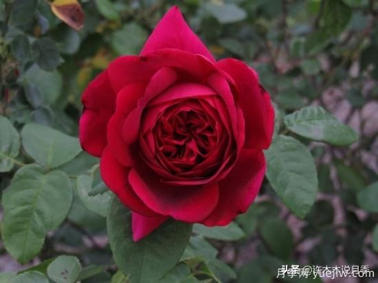 35個(gè)奧斯汀官方推薦的月季品種，抗病強(qiáng)長(zhǎng)勢(shì)好開(kāi)花多花友必選(圖25)