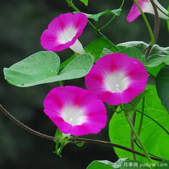 100種常見花卉的栽培大全，送給愛養(yǎng)花的你(圖78)