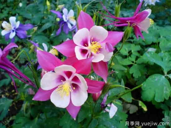 100種常見花卉的栽培大全，送給愛養(yǎng)花的你(圖81)