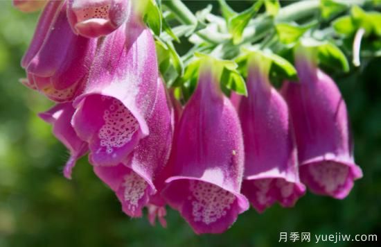 100種常見花卉的栽培大全，送給愛養(yǎng)花的你(圖80)