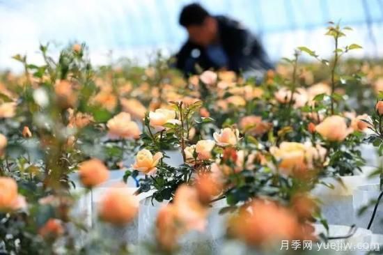月季復(fù)壯很簡單，做好3件事新枝粗壯開花多(圖3)